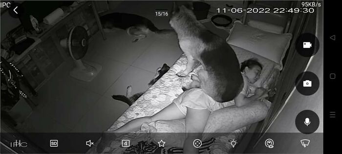 Funny-Important-Animals-Images