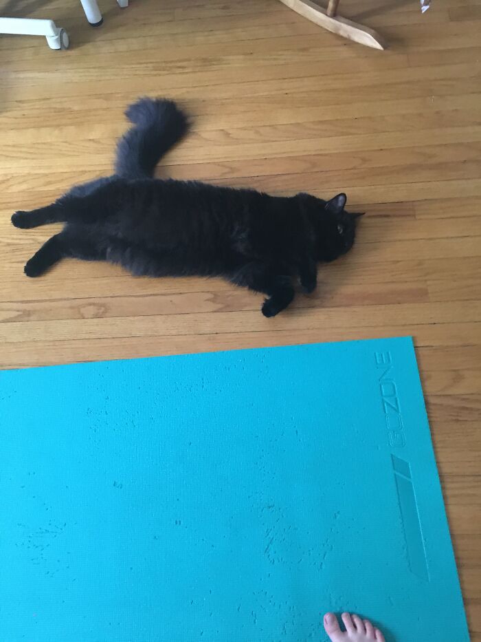 Here Are Some Photos Of My Pets To Hopefully Brighten Your Day (20 Pics)