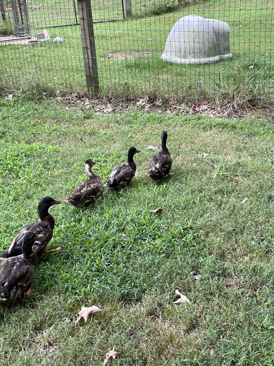 Hey Pandas! Here Are Some Photos Of My Summer Last Year On A Farm!