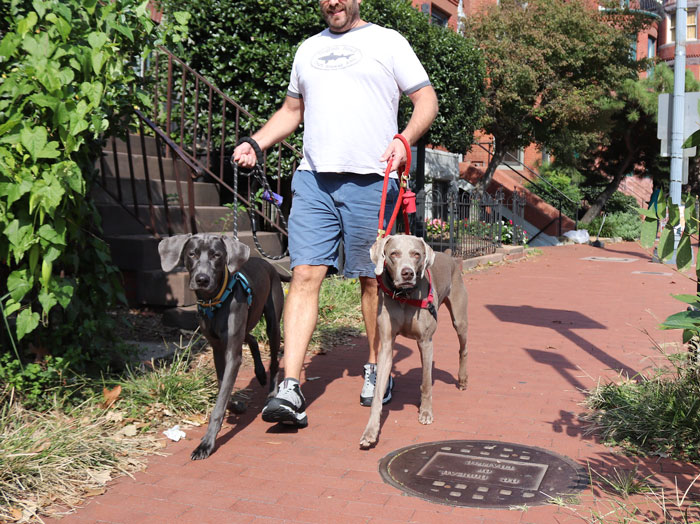 "[Am I The Jerk] For Telling My Neighbor That We Won't Ever Watch His Dogs Again?"