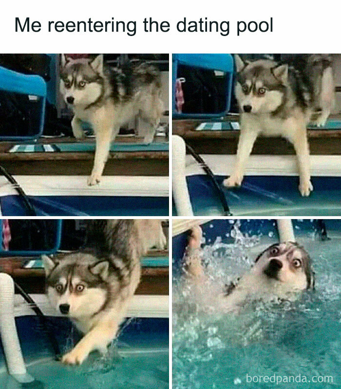 Dog hesitantly jumping into a pool, captioned "Me reentering the dating pool," illustrating single life humor.