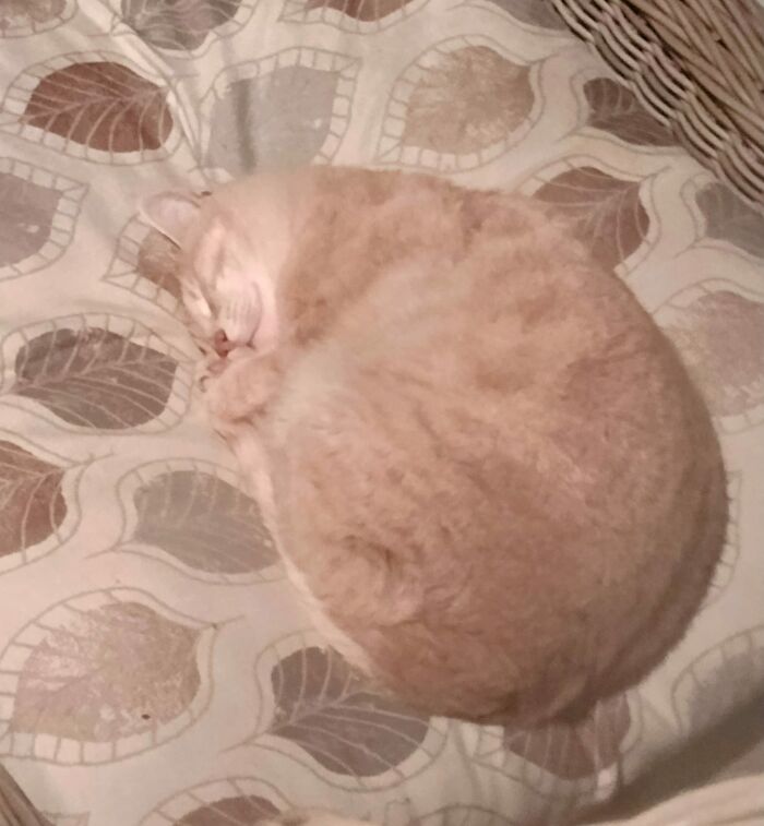 This Little Guy Started Showing Up In Our Yard Several Months Ago. He's Now On The Chair Every Day, Most Of The Day. He Will Come Indoors A Few Feet, But Freaks Out If We Shut The Door