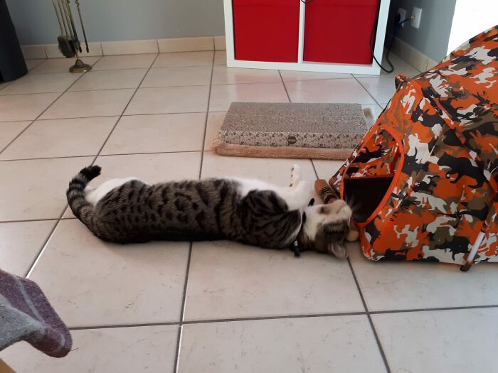 This Is Turbo. He's My Neighbor's Cat. Turbo Decided My House Is His House