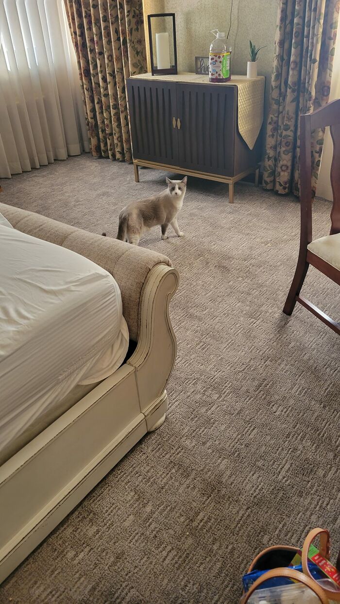 My Hotel Room, Not My Cat. This Handsome Gent Dropped By As We Were Checking Out
