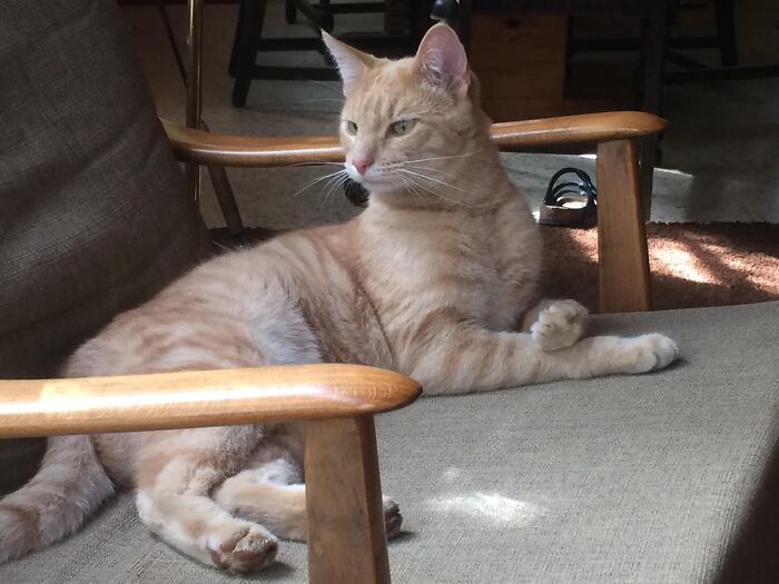 It Was The First Cold Rainy Day In October. I Opened The Back Door To Get Some Firewood And This Guy Walked In And Sat Down. Never Saw Him Before. We Called Him Thomas