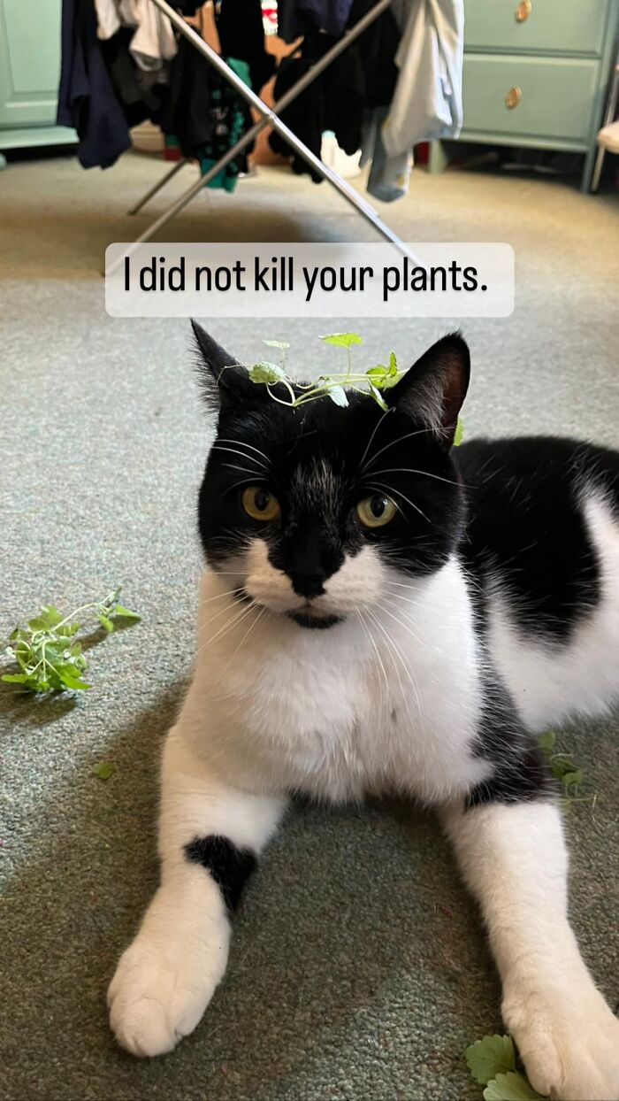 Mhnmc Was Caught Red Handed When I Came Home From Work Today