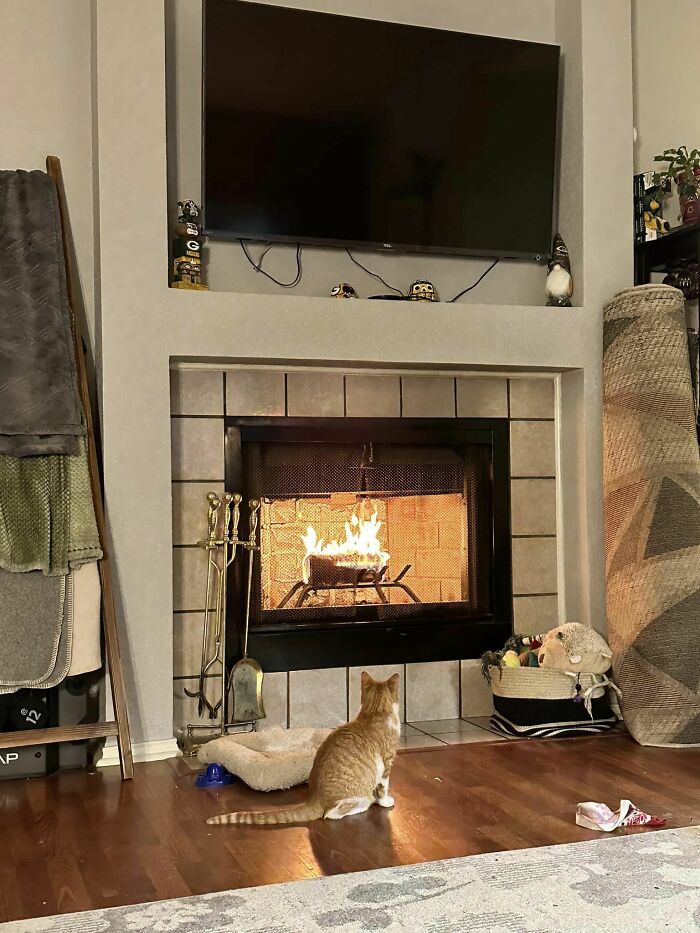 This Little Feral Menace Took Full Advantage Of Me To Worm Her Way Into My House In The Cold