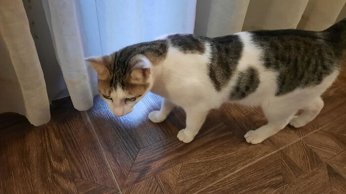 My Hotel Room, Not My Cat... This Babe Wanders Round The Dining Room At Meal Times But Never Begs. Tonight He Asked To Come Into Our Room - Chosen Specially Out Of About 400!