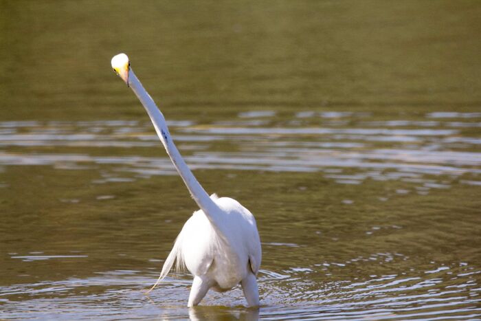 Lemme Get $50 On Pump Uhhhh 7