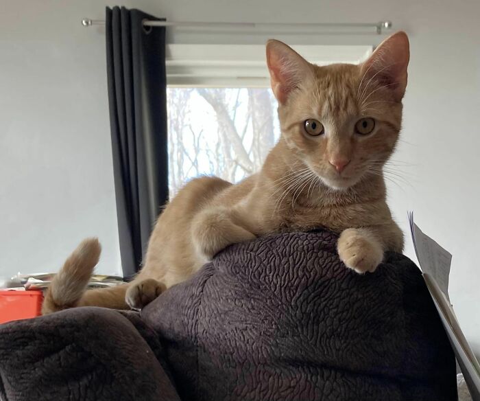 Update On The Chimney Kittens! I Got To Visit Popcorn (Formerly Flame) Today! He Is So Big And Hamdsome And Even Sat On My Lap For A Minute. Does He Remember Me?