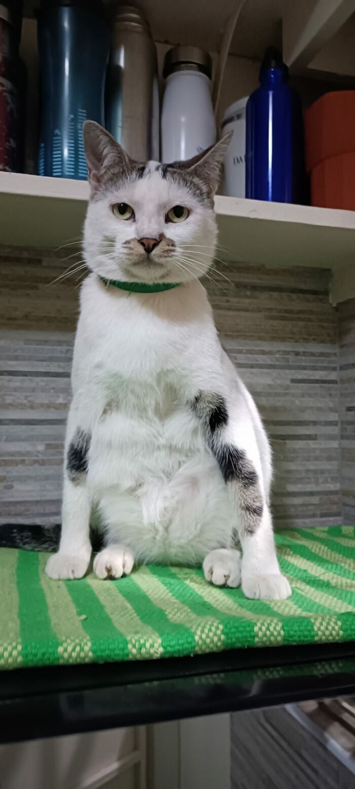 He Moved In And Became My Cat #6 ... Meet Tokyo