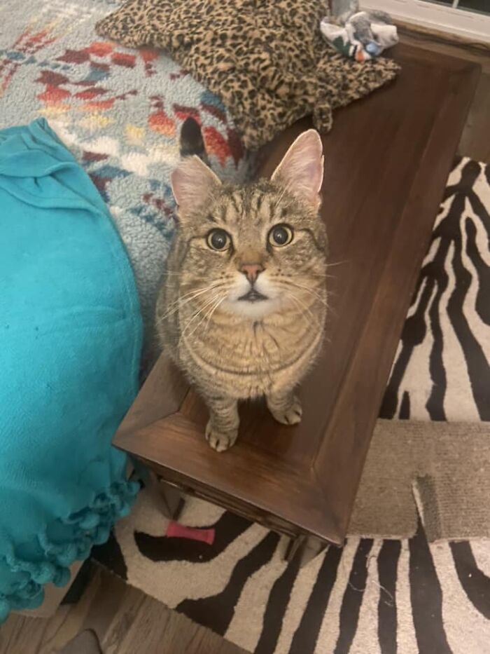 I Think This Qualifies As A Mhnmc But Now My Cat Story