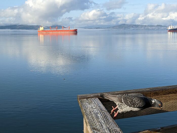 The Bird Wasn't Cooperating