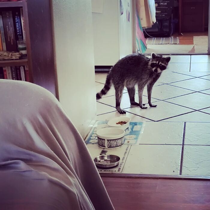 My House. Not My Cat