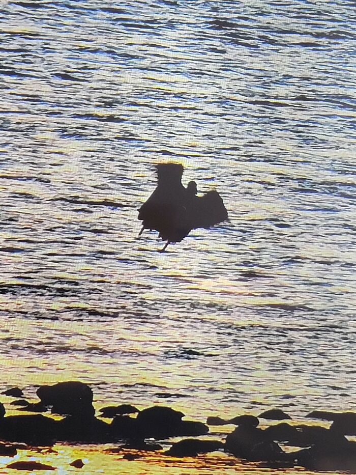 Tried To Get A Duck Take Off. Got This Instead