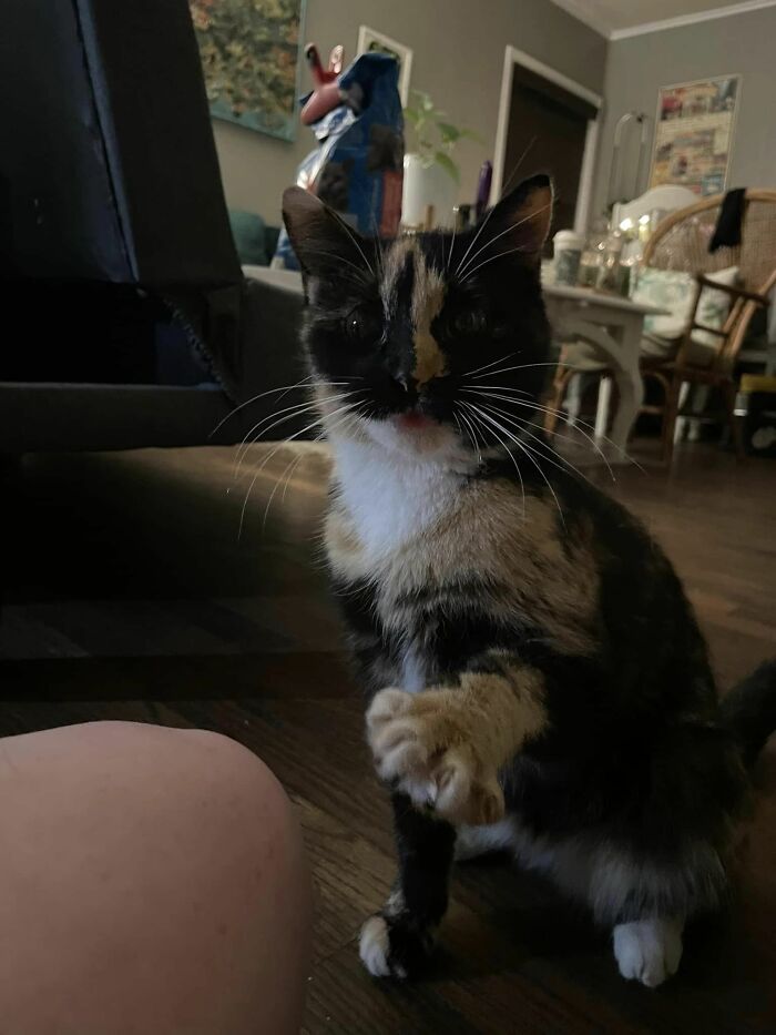 After Almost Three Months Of Taking Over My House And Tiptoeing Around Each Other, My Little Feral Kitty Has Finally Warmed Up To Me!