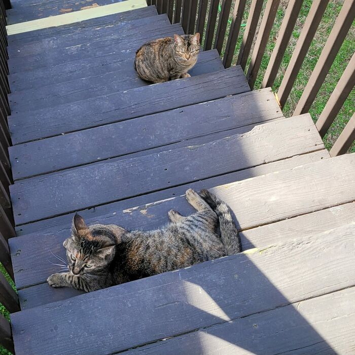 My Husband And I Just Moved To A New Town And My Cat Stooopid (The Darker One) Escapes Any Time We Open A Door