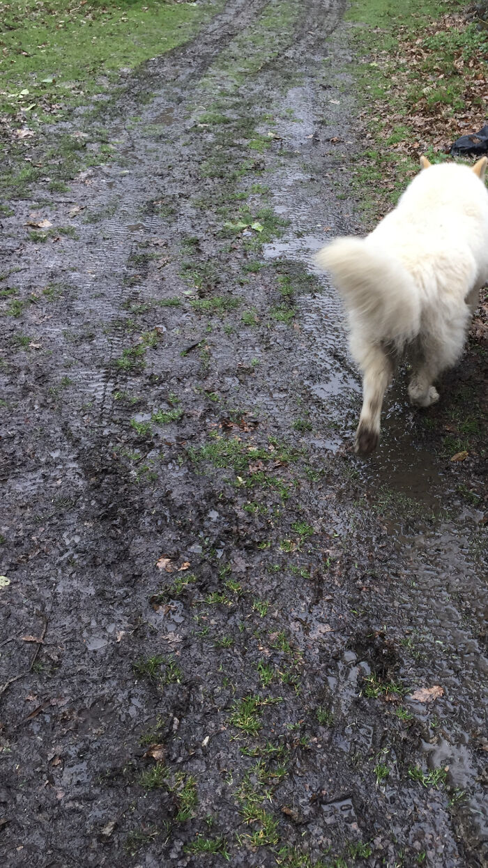 British Spring. Rain, Mud, More Rain And More Mud