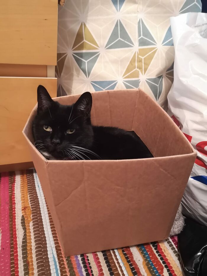 "Oh, You Spent £80 On A Top-Of-The-Line Cat Tree For Me? Nah, I'm Good Fam."