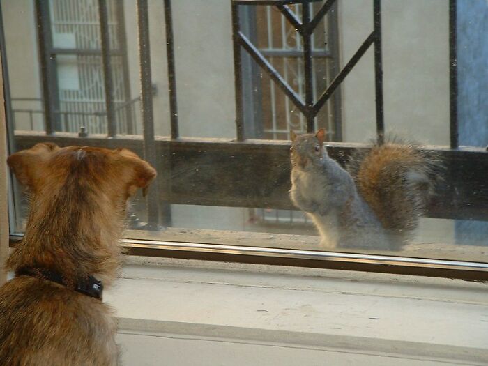My Pup Staring At A Squirel