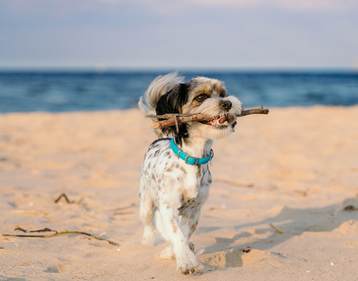 &ldquo;[Would I Be The Jerk] For Not Going On A Family Vacation Because My Brother Wants To Bring His Dog&rdquo;