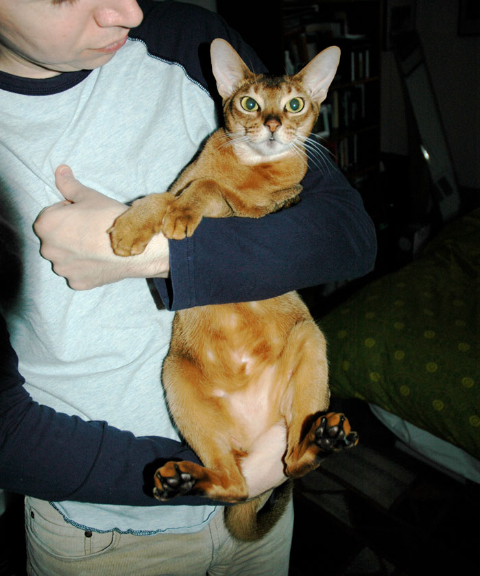 Man Gives His Pregnant SIL The Boot Upon Finding Out She Abandoned His Cat On The Streets Man Gives His Pregnant SIL The Boot Upon Finding Out She Abandoned His Cat On The Streets
