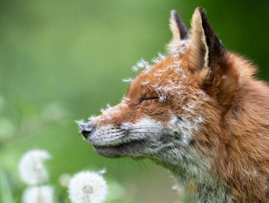 Animal Portraits: Winner – “Sleeping With Dandelions” By Lewis Newman