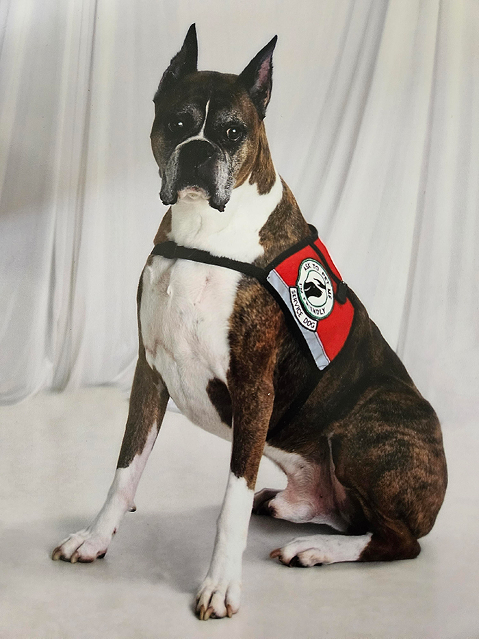 &ldquo;Karen, Of Course, Screeches For A Supervisor&rdquo;: Karen's Fake Allergy To Service Dog Backfires As The Airline Upgrades The Owner To First Class