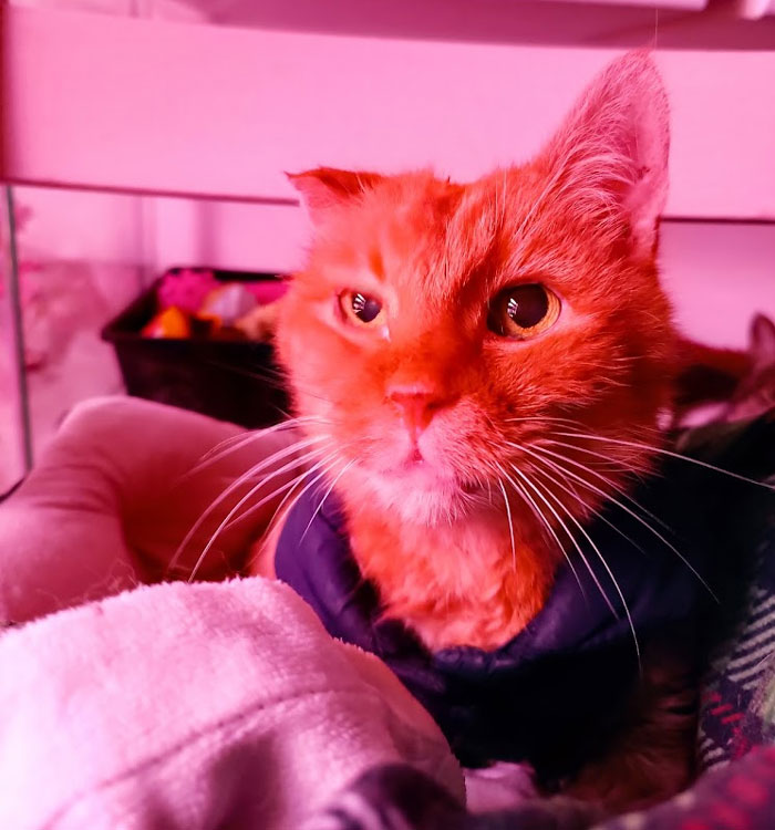 Woman Goes Off On Sister, Calls Her A &ldquo;Crazy Cat Lady That's Going To End Up Alone&rdquo; For Refusing To Help Her Out Financially