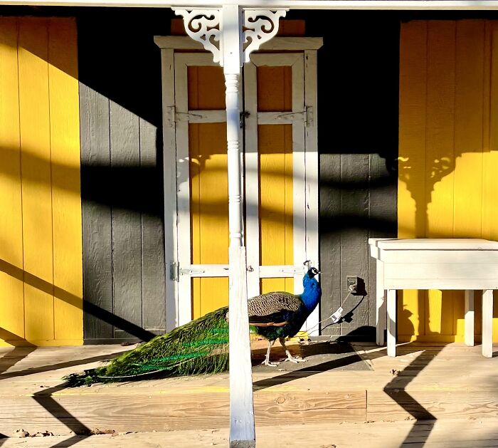 This Lovely Peacock Who Let Me Take A Picture Of Him