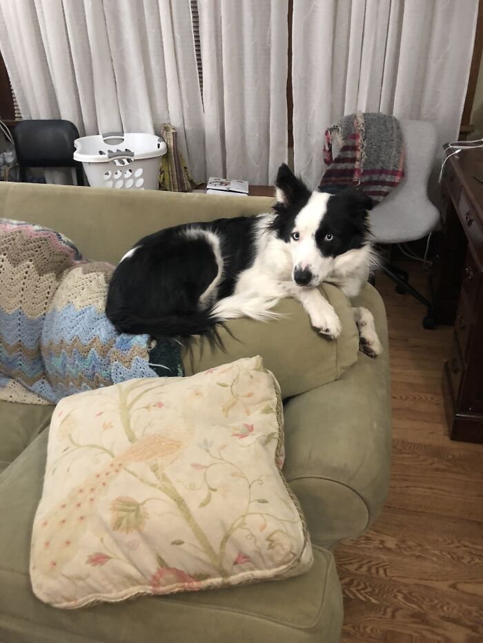 Gryphon Doesn’t Understand Size Xd