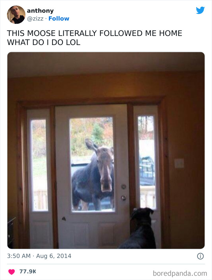 Funny-Canadian-Tweets