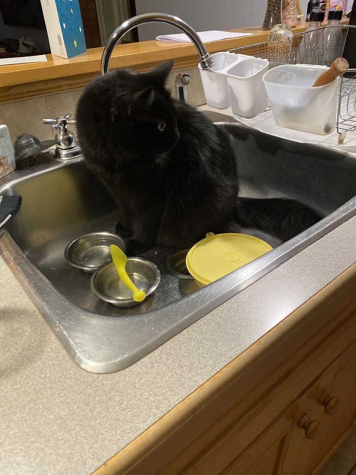 Here Are Some Photos Of My Pets To Hopefully Brighten Your Day (20 Pics)