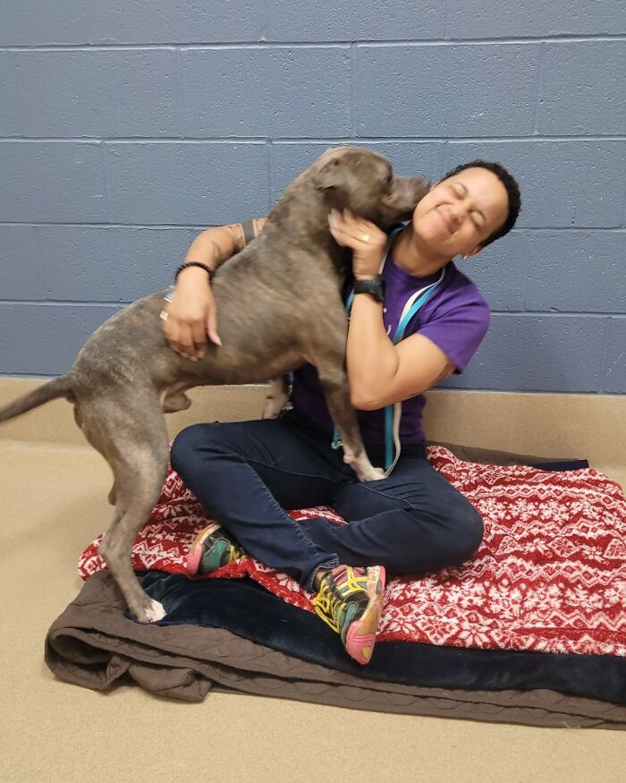 Meet Bruno, A One-Eared Pitbull Who Went Viral After His Caretakers Discovered He Had Pulled Out The Same Ear From His Plush Toy