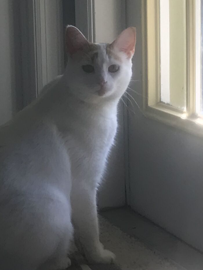 My Cat Likes To Staere At Me. (Sorry For The Bad Quality, I Have An iPhone 7 And The Case’s Camera Lense Is All Scratched Up)