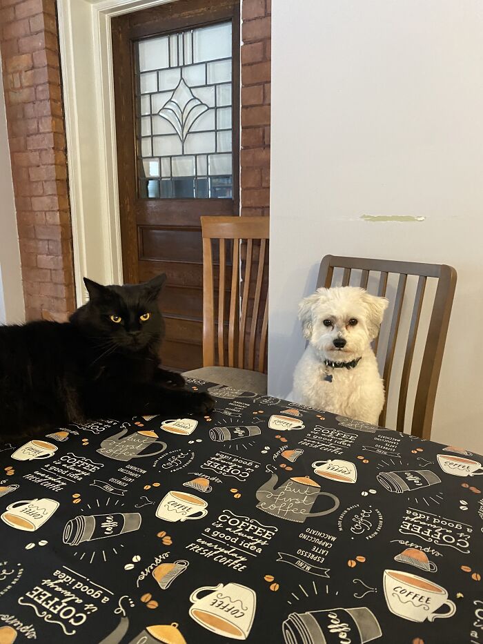 Here Are Some Photos Of My Pets To Hopefully Brighten Your Day (20 Pics)