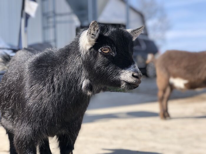 Gabby: Sunlight Silhouette