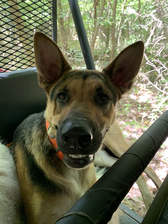 This Goofy Picture Of My Dog Leo From A Few Years Ago