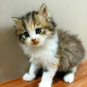 mfauzirizal82 avatar