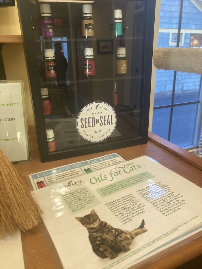 Took My Cat To A New Vet Today... Immediate No