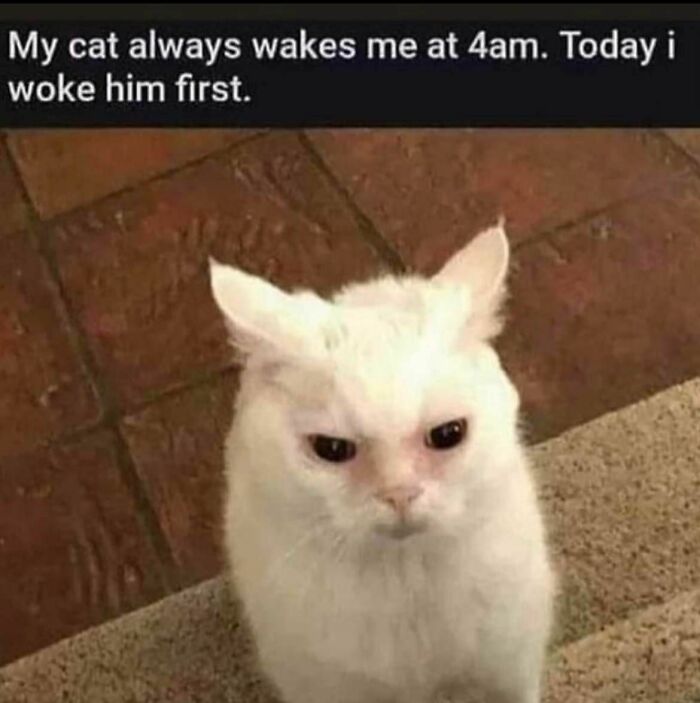 Grumpy white cat awake early, embodying relatable meme humor.