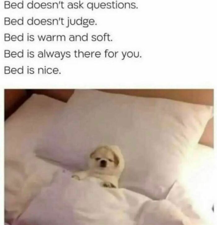 A relatable meme showing a dog snug in bed with text praising the comfort and acceptance a bed offers.