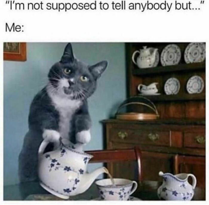Cat pouring tea in "Evil Kermit" meme, relatable moment with a humorous caption.