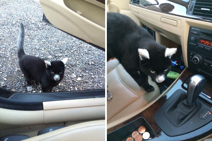 Panda Cat Is Really Friendly