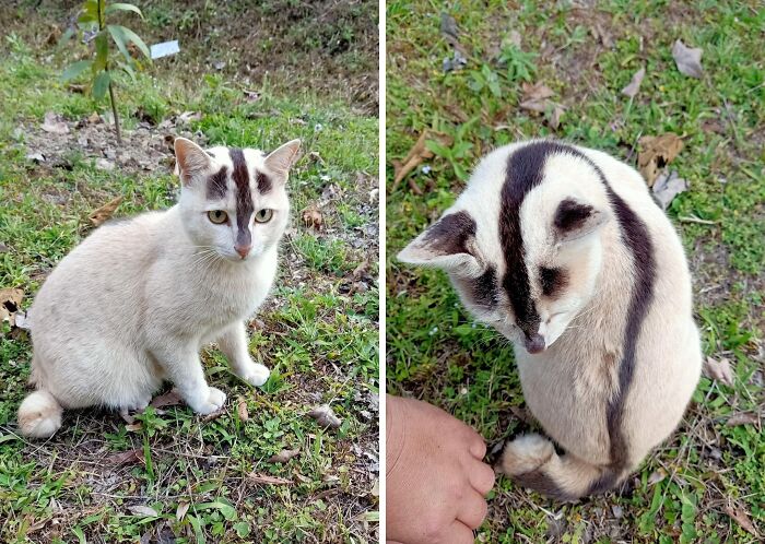 Very Rare Cat Coat Pattern