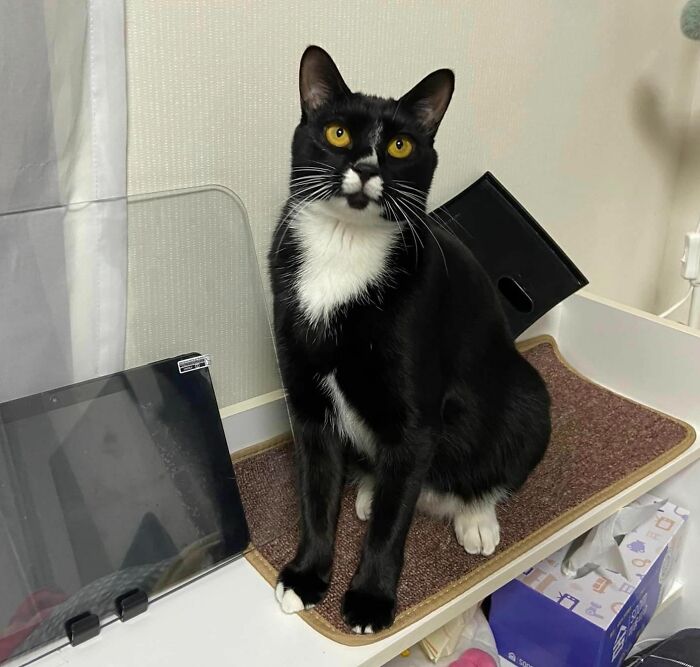 Little Bowtie Moustache