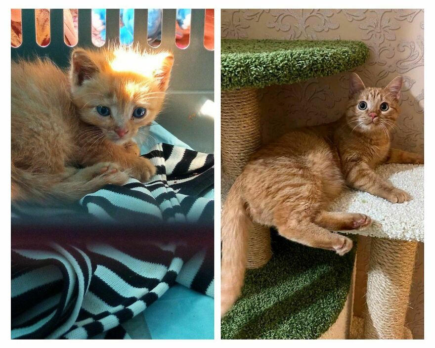 Before And After Adoption (6 Months Left). Boris Kitten That I Was Given With Pulmonary Edema Before And After Adoption (6 Months Left). Boris Kitten That I Was Given With Pulmonary Edema