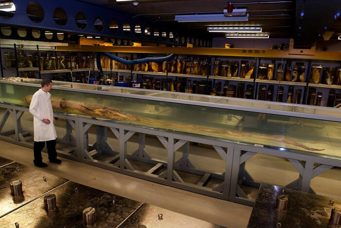 giant squid in a transparent capsule