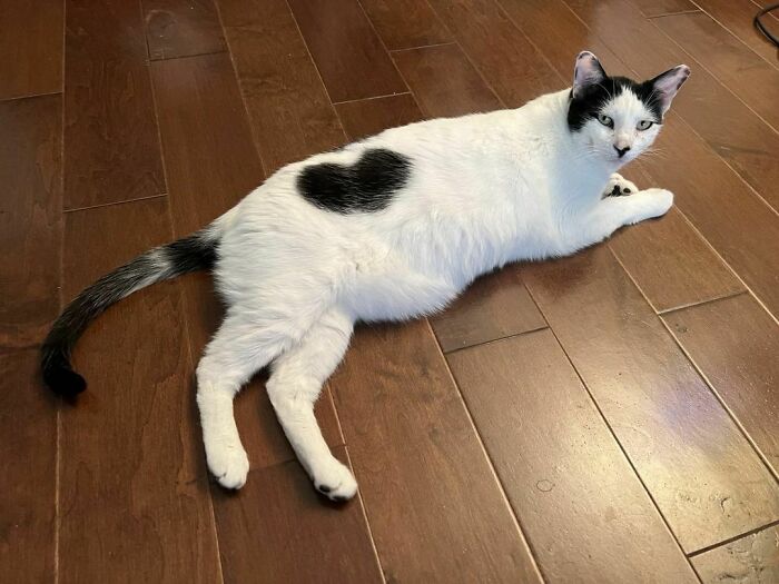 Jack Holstein Wears His Heart On His Fur