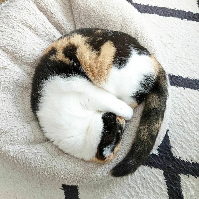 Can You See The Heart?